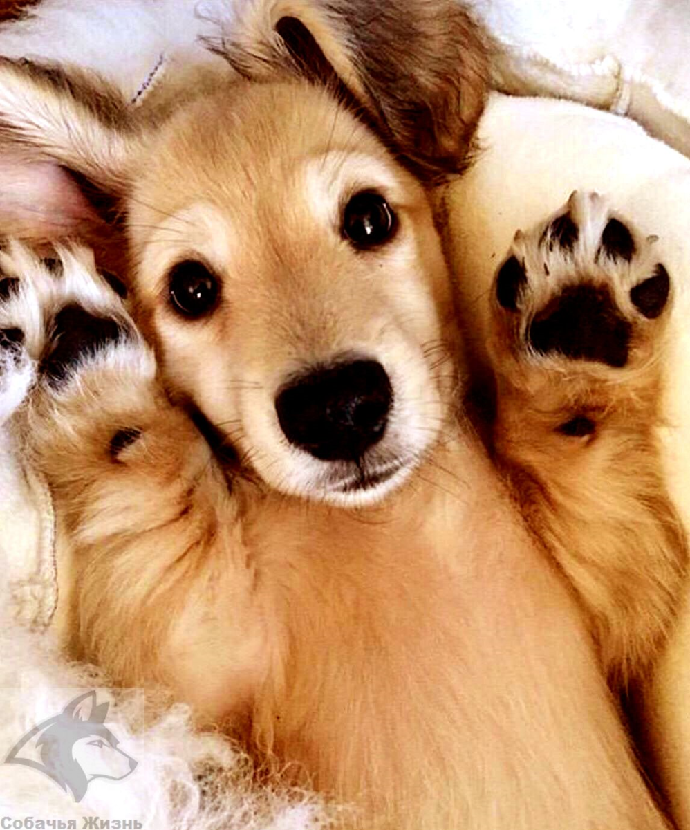 Милый щенок