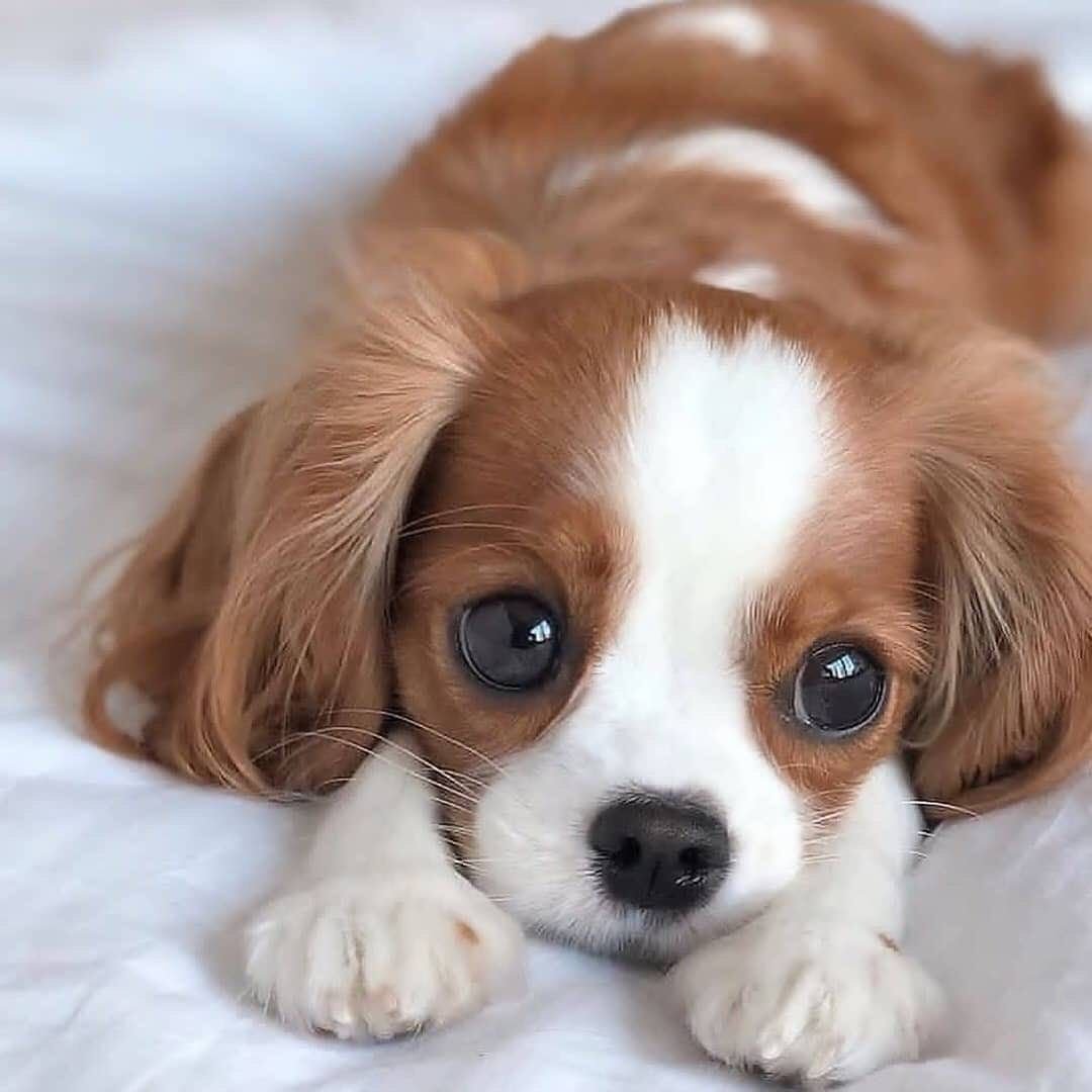 Кинг Чарльз чихуахуа болонка