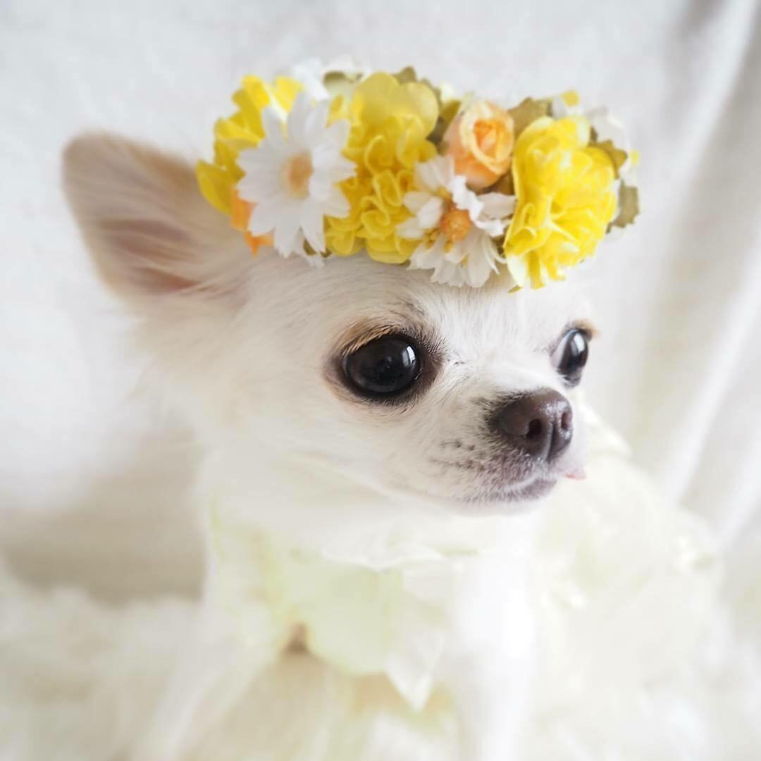 Милые собачки чихуахуа