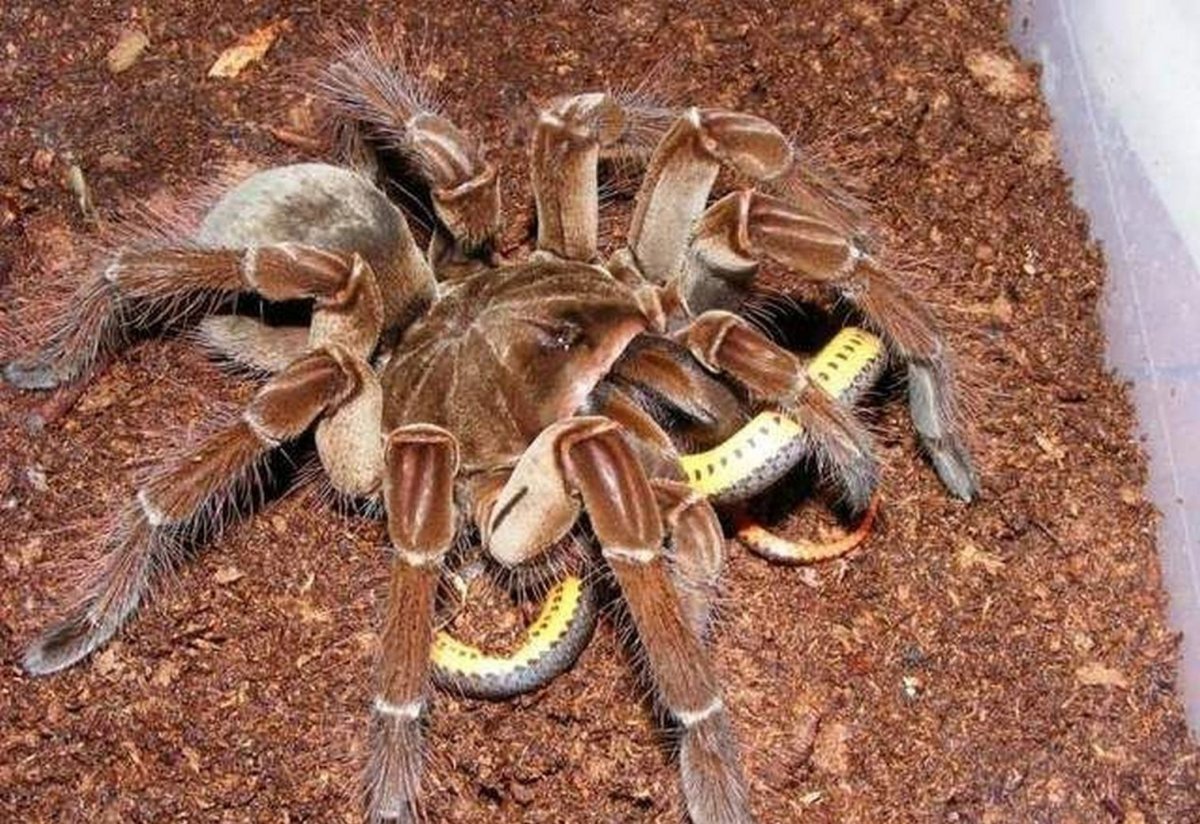 Птицеед Голиаф