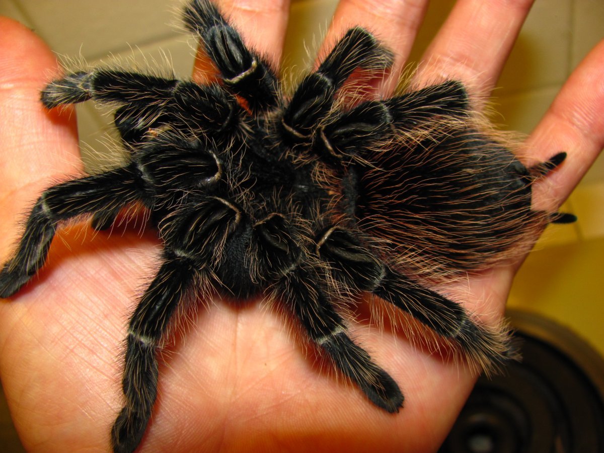 Самый большой Жук Тарантул в мире