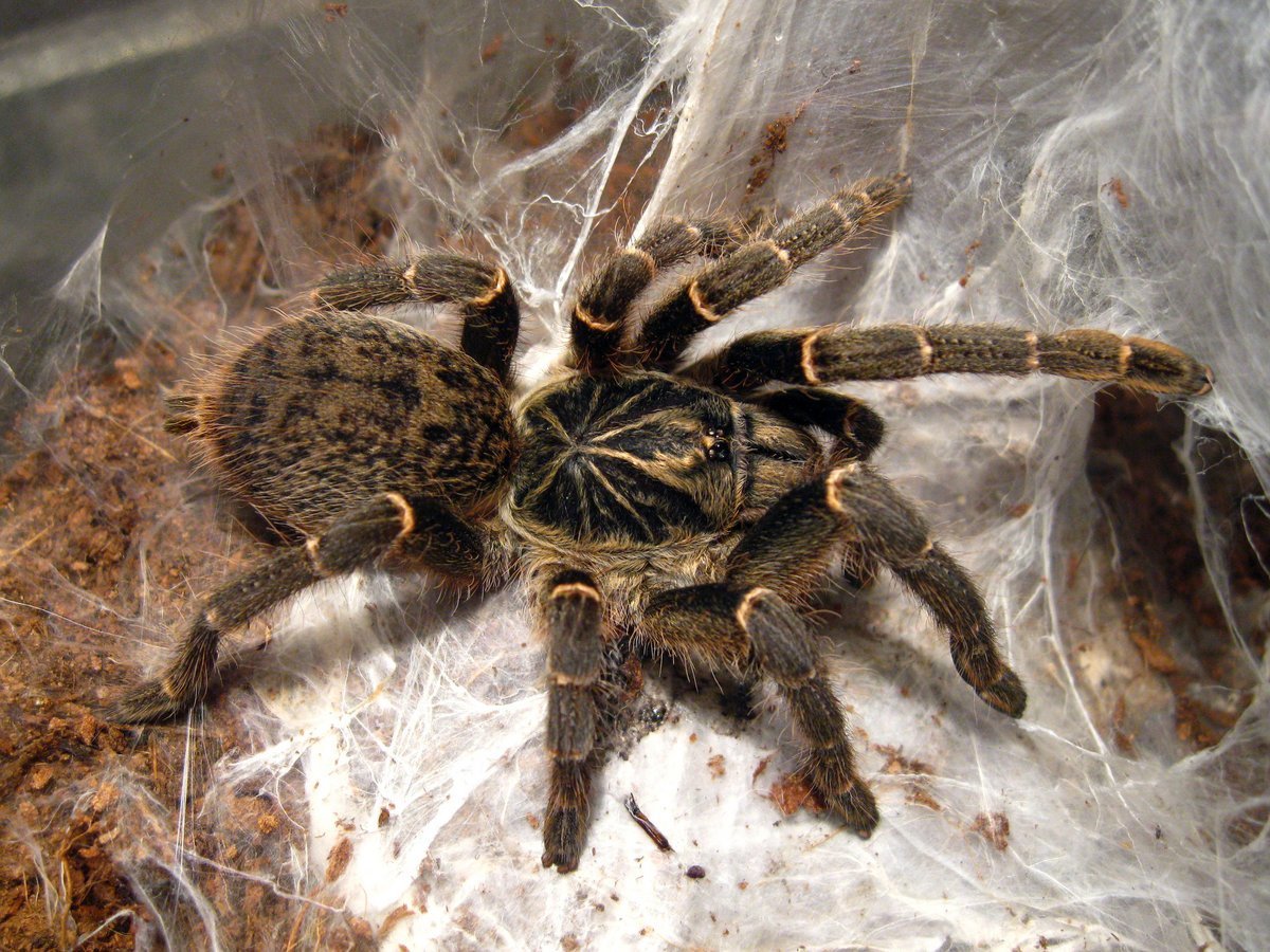 Граммостола ауреостриата паук птицеед