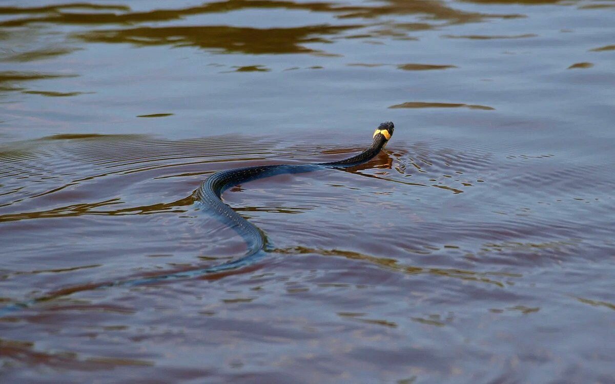 Уж обыкновенный плавает