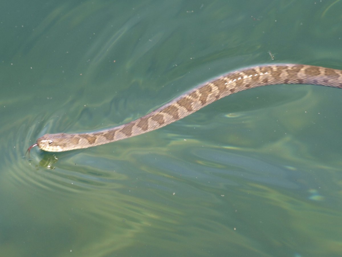 Степная гадюка плавает