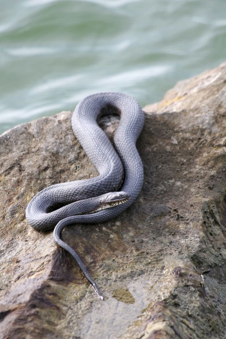 Коротконосая морская змея