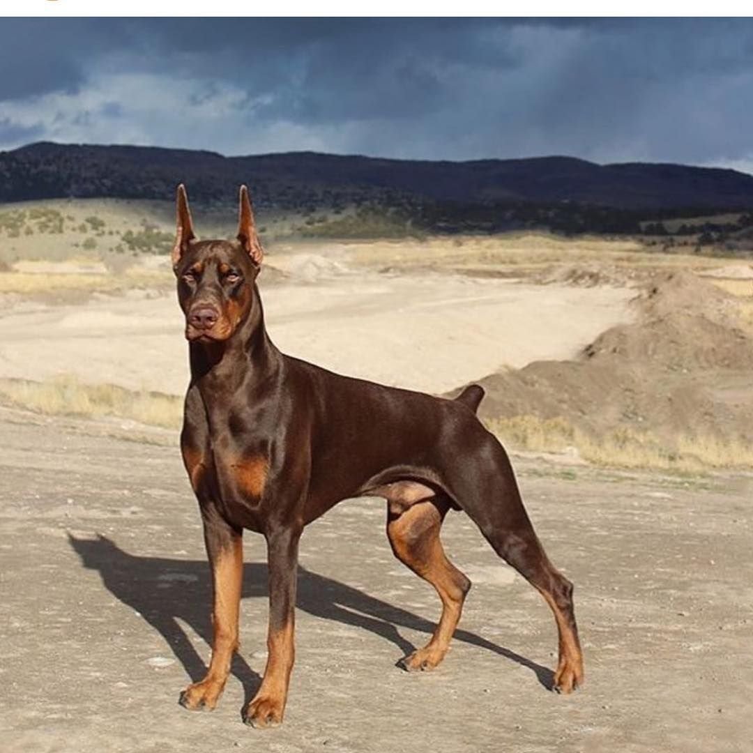 Доберман коричневый