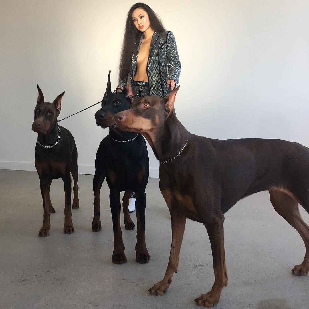 Немецкий пинчер морда