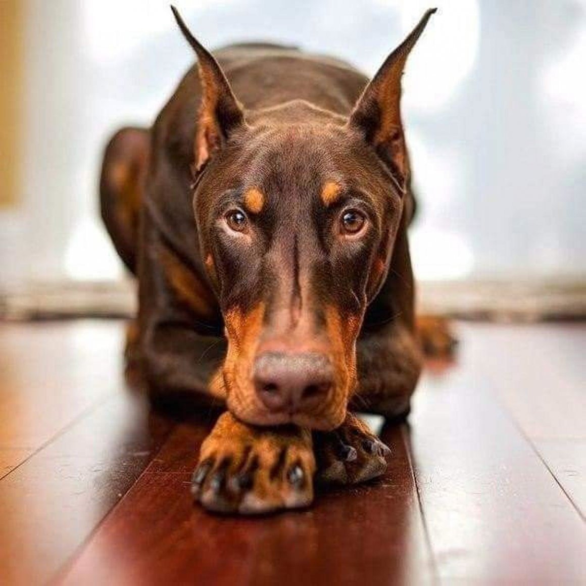 Доберман-пинчер шоколадный