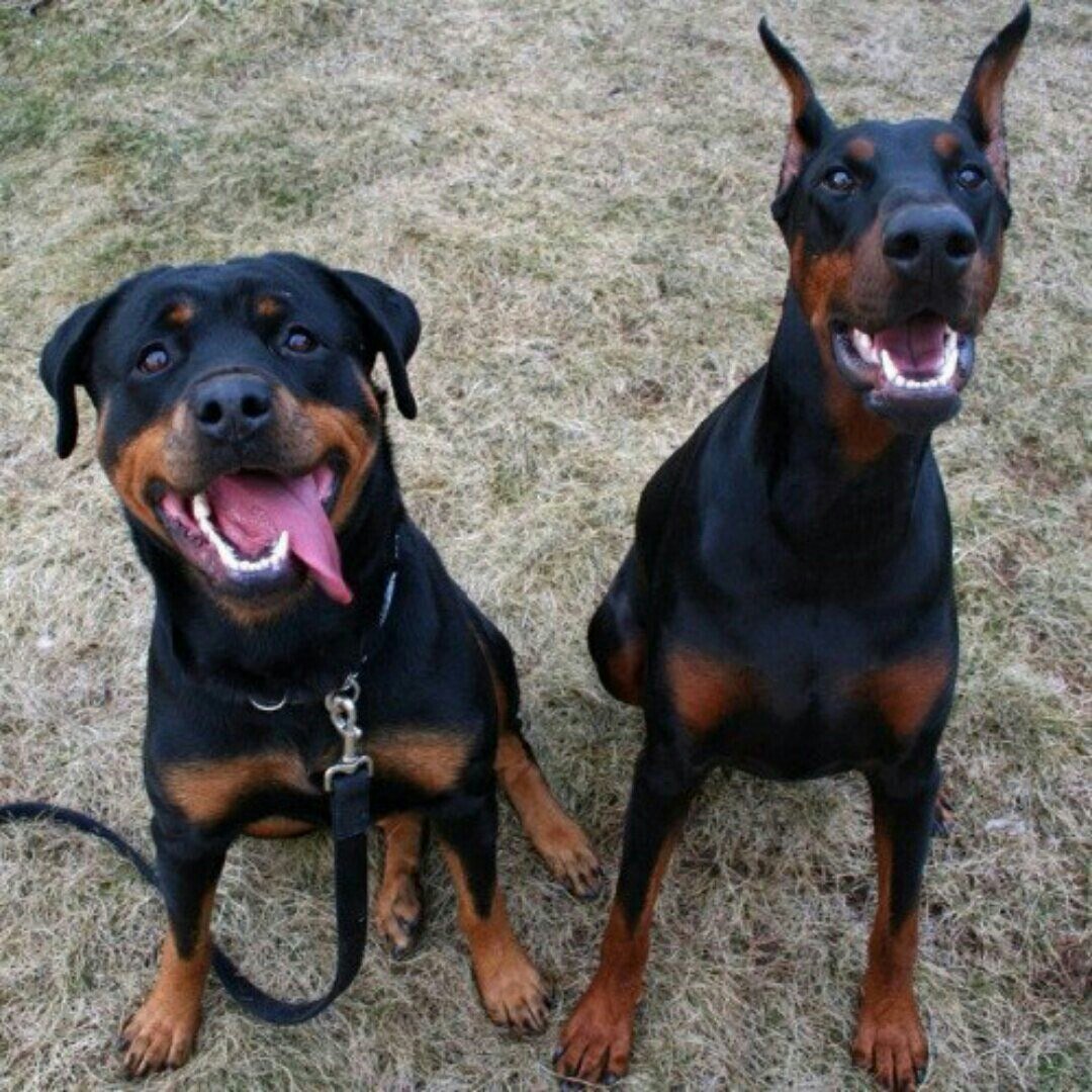 Доберман владыка рашины