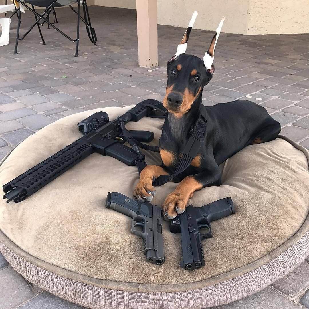 Карликовый пинчер