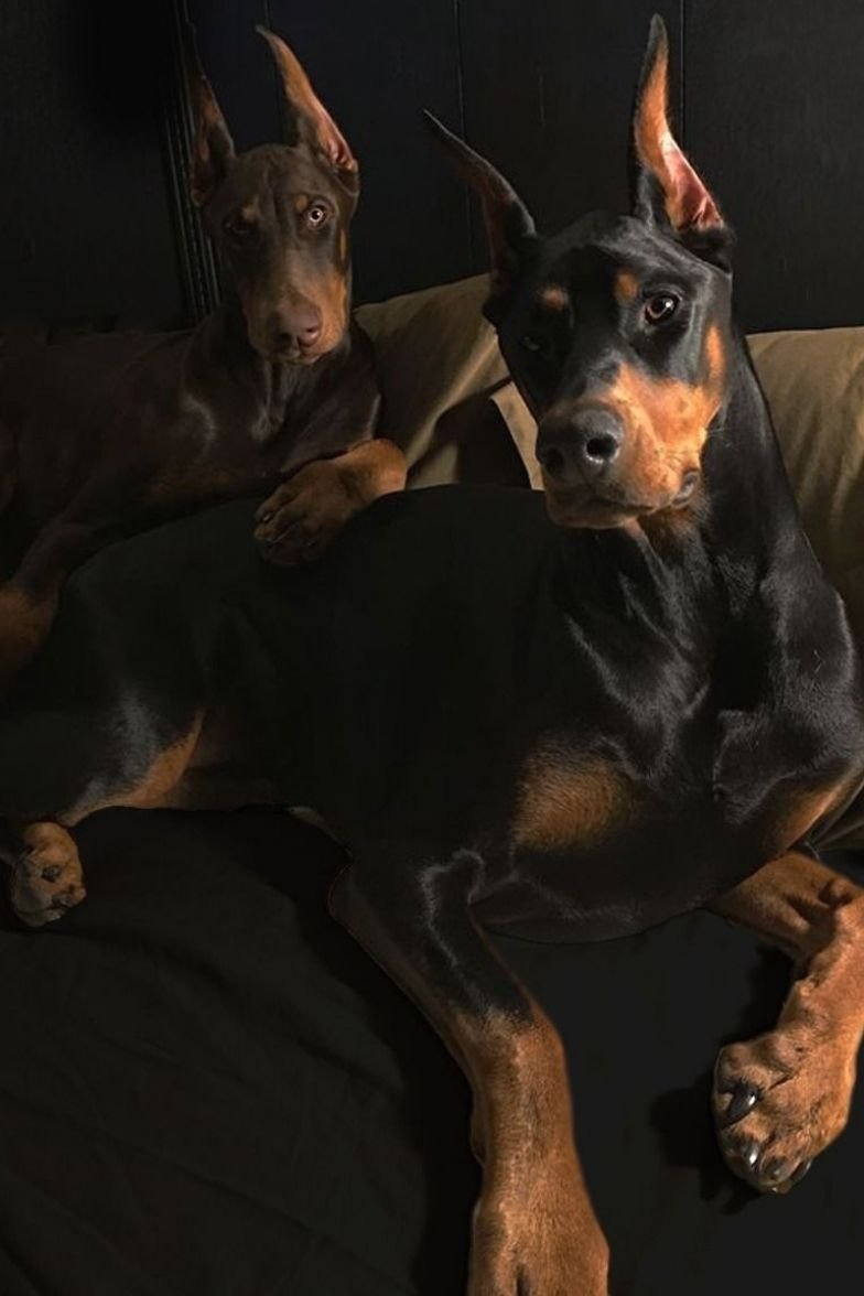 Доберман-пинчер альбинос