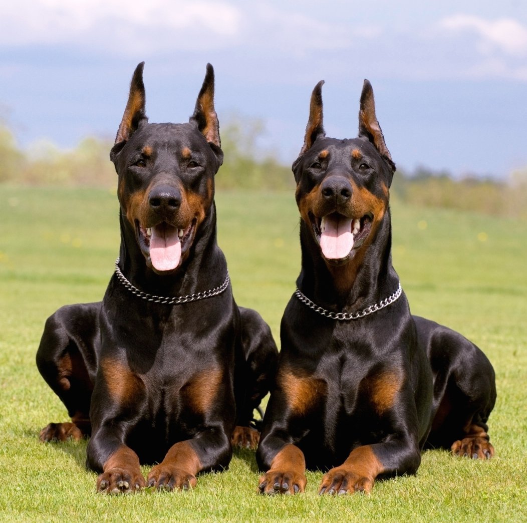 Немецкий дог и Доберман