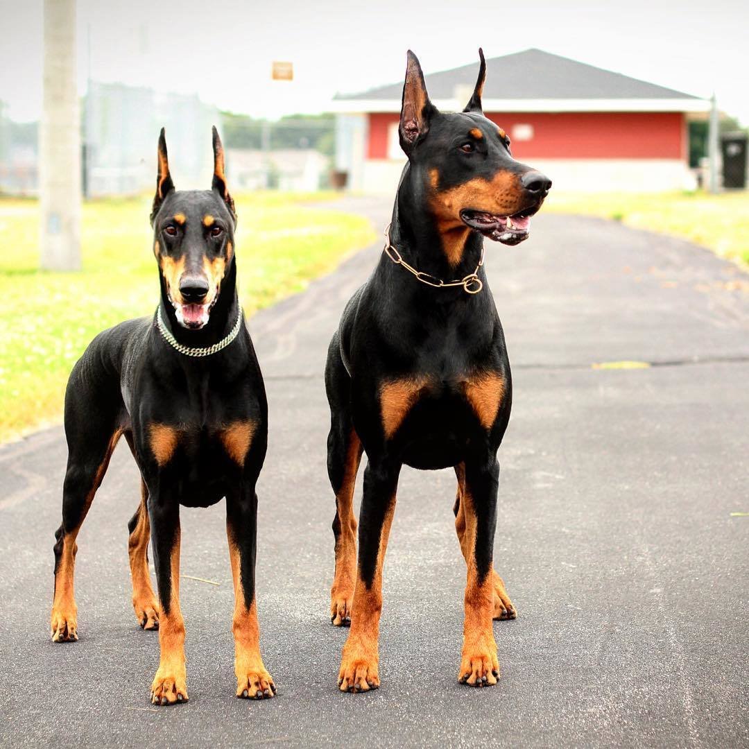 Доберман Эстетика