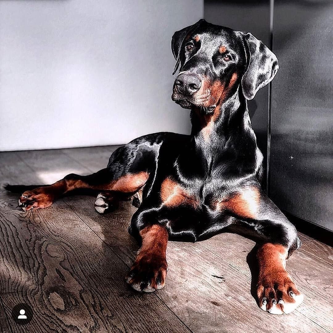 Доберман не куированный