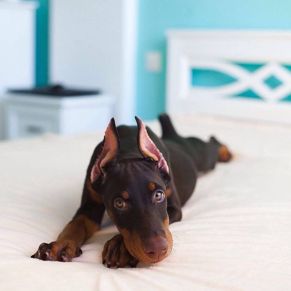 Доберман-пинчер Эстетика