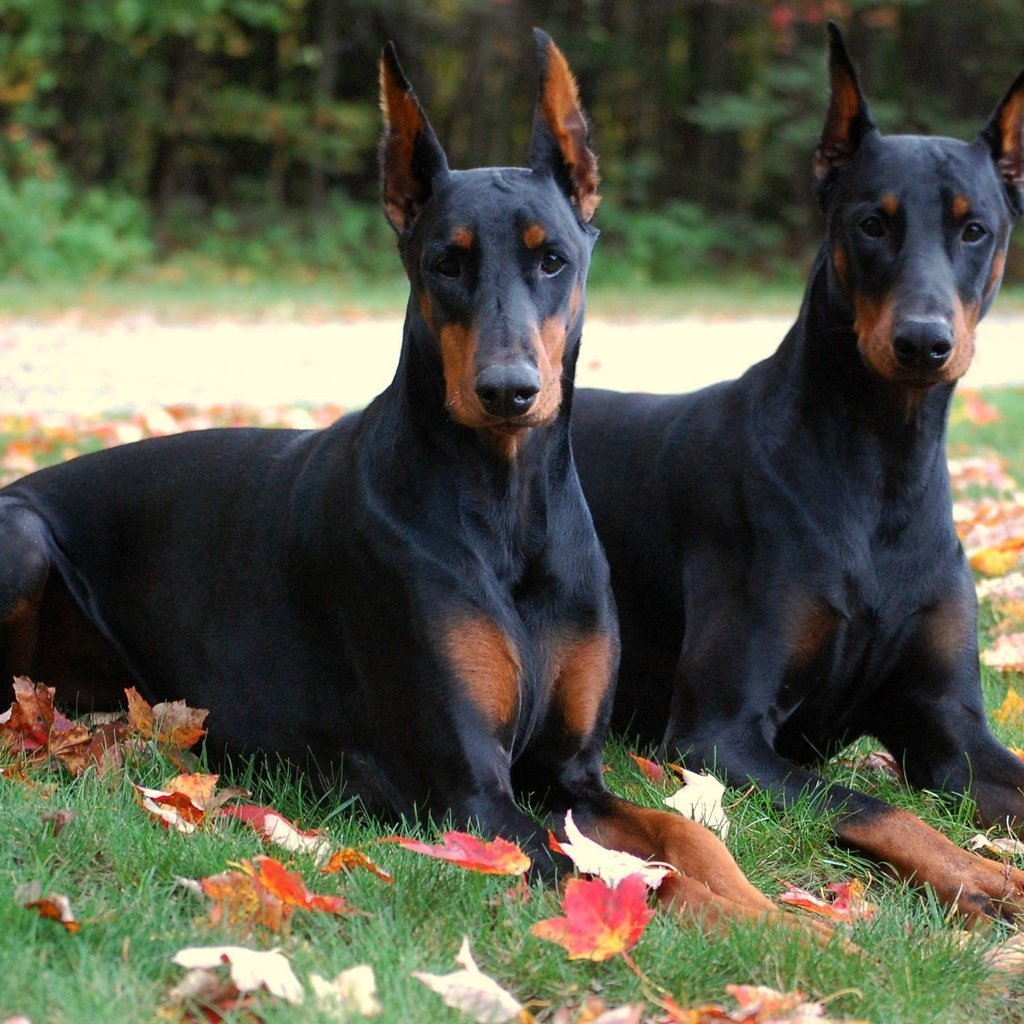 Длинношерстный Доберман