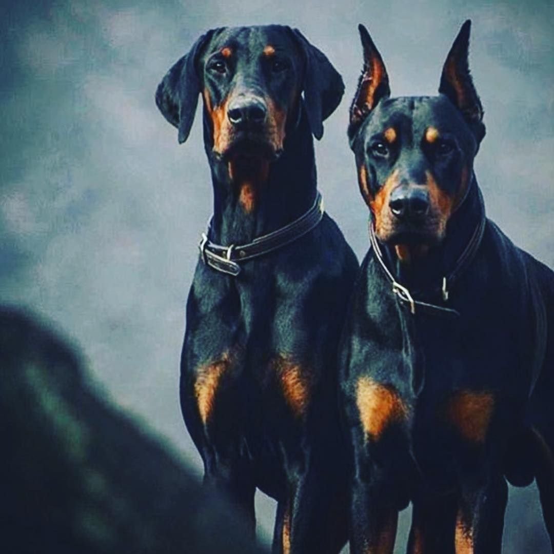 Доберман Цезарь