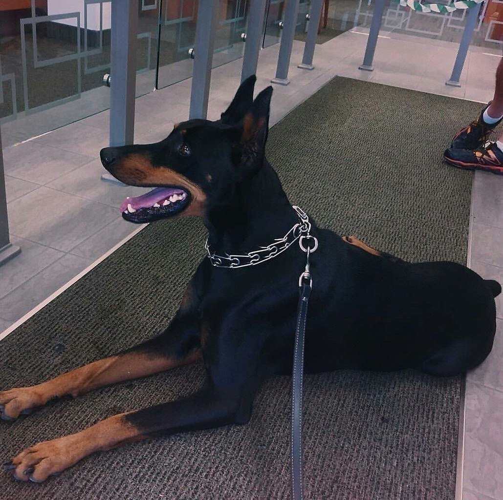 Щенок добермана Эстетика