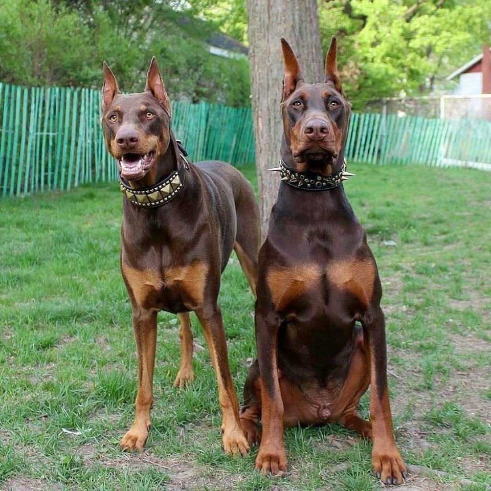 Доберман Black aesthetic
