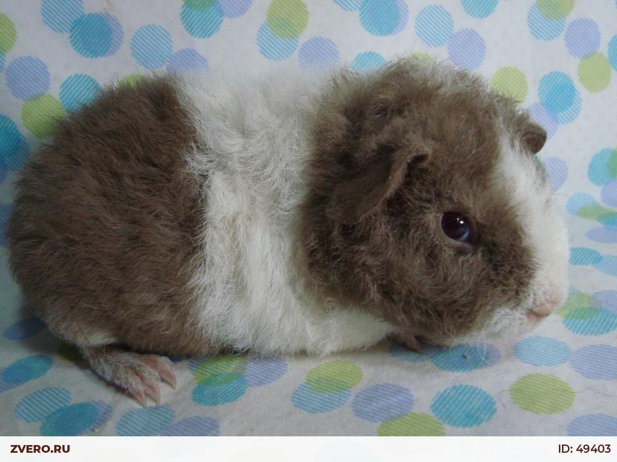 Морская Свинка Пигги