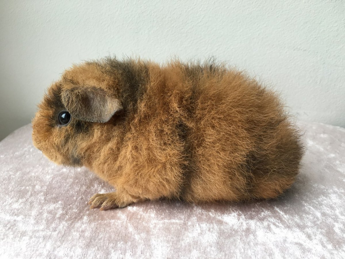 Свинка американский Тедди