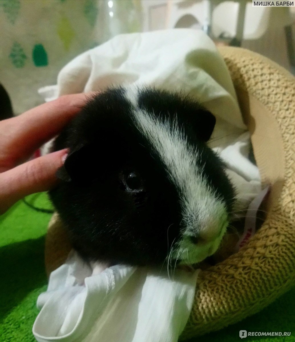 Маленькая морская Свинка розеточная