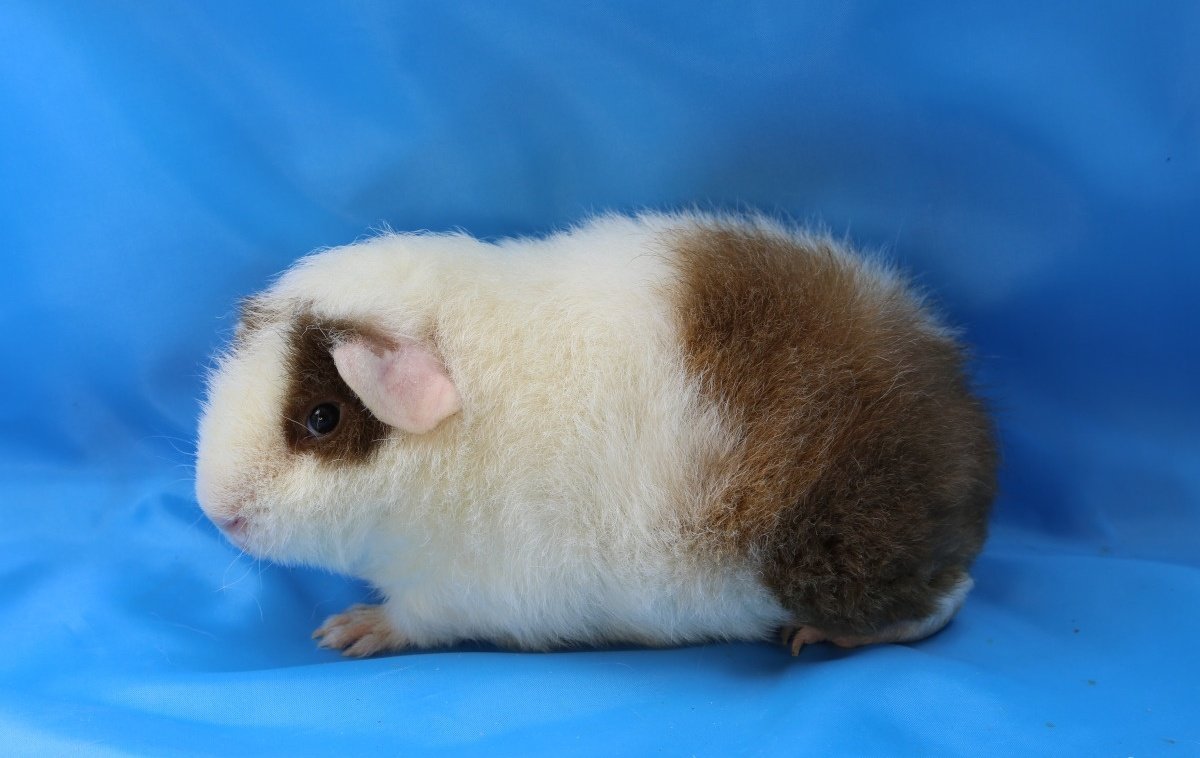 Морская Свинка Тедди агути