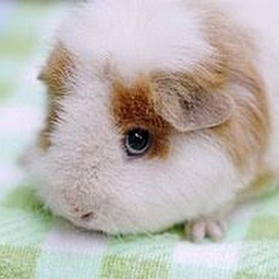 Морская Свинка Тедди черная