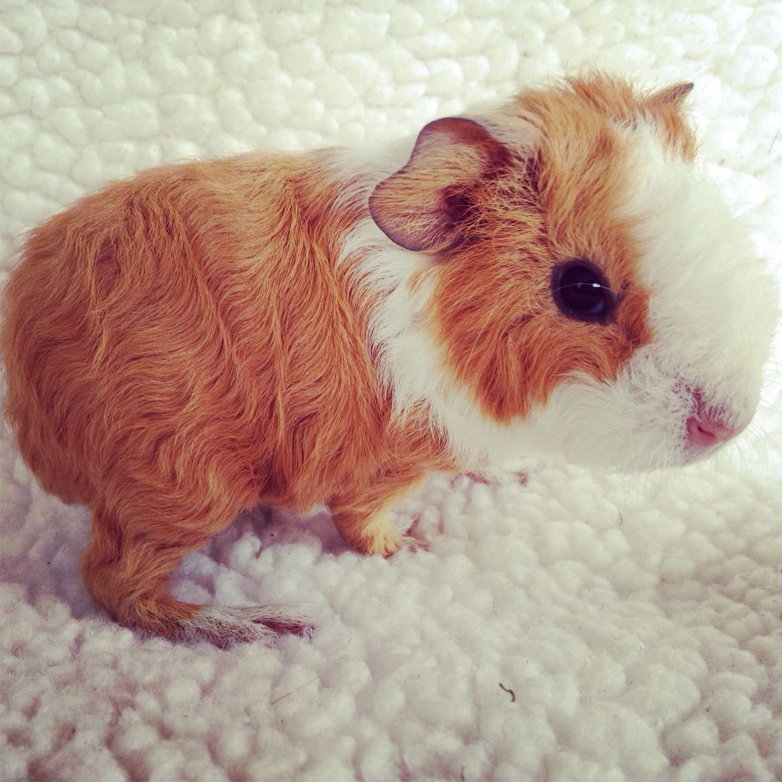 Морские свинки породы американский Тедди милые братия сёстры