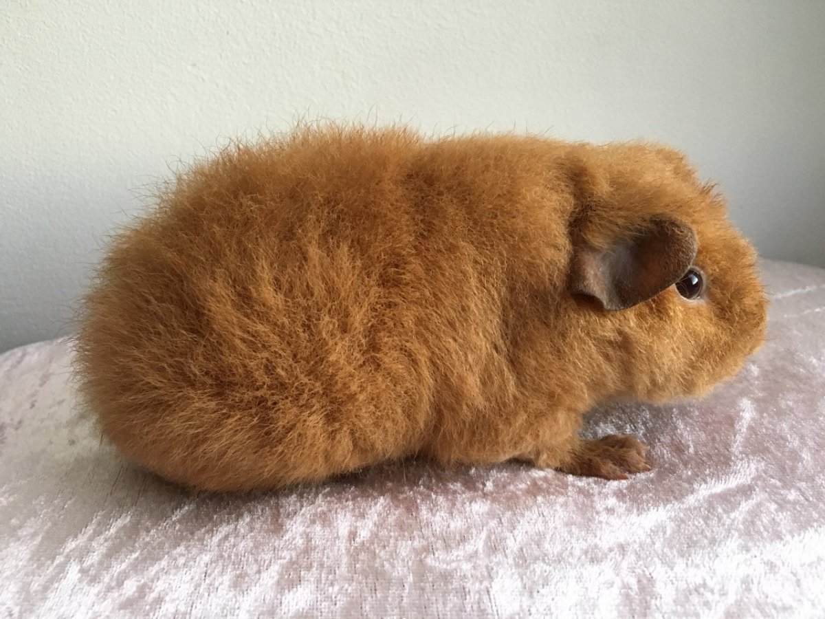 Морская Свинка американский Тедди