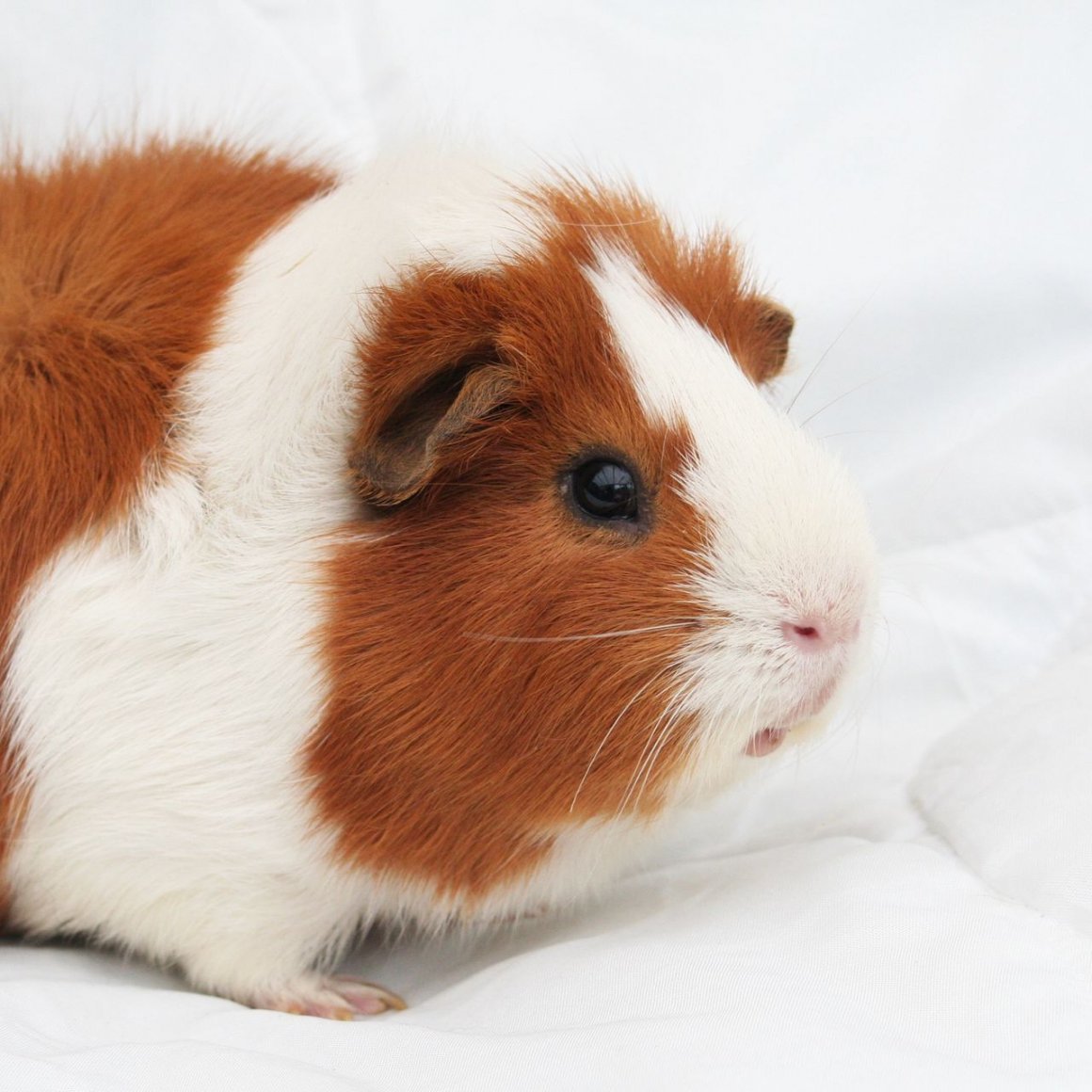 Морская Свинка Тедди палевая