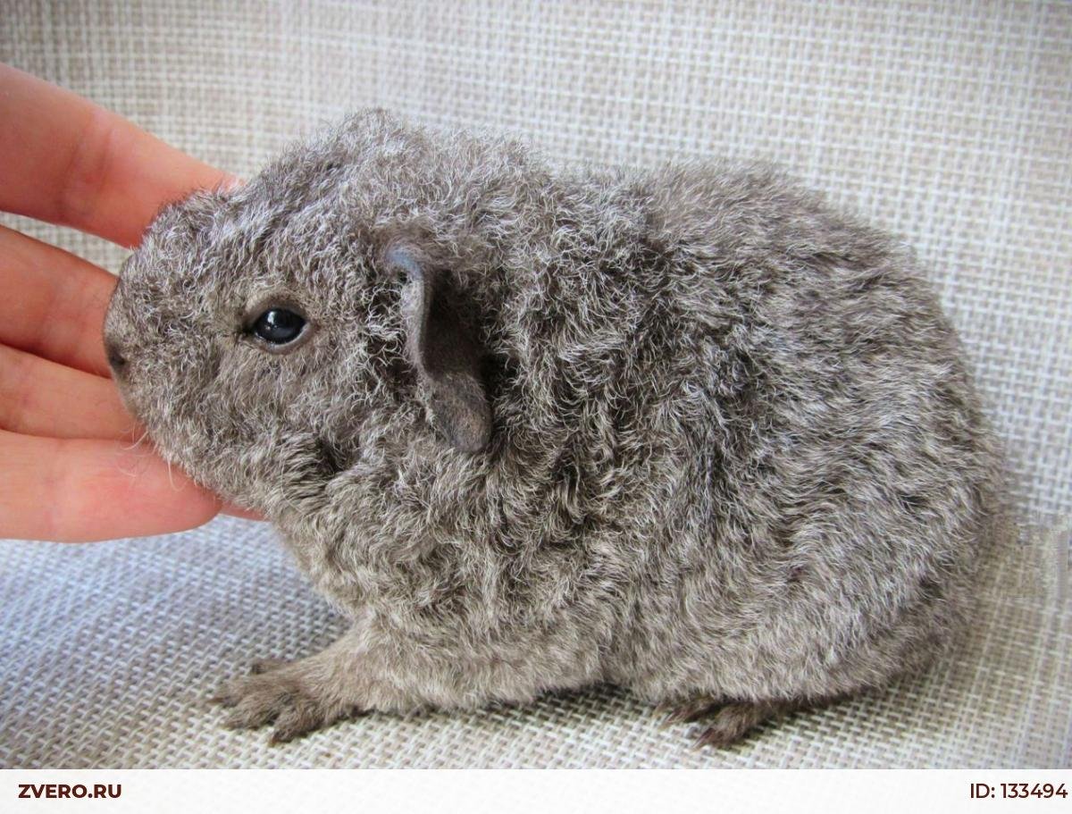 Морская Свинка Тедди серая