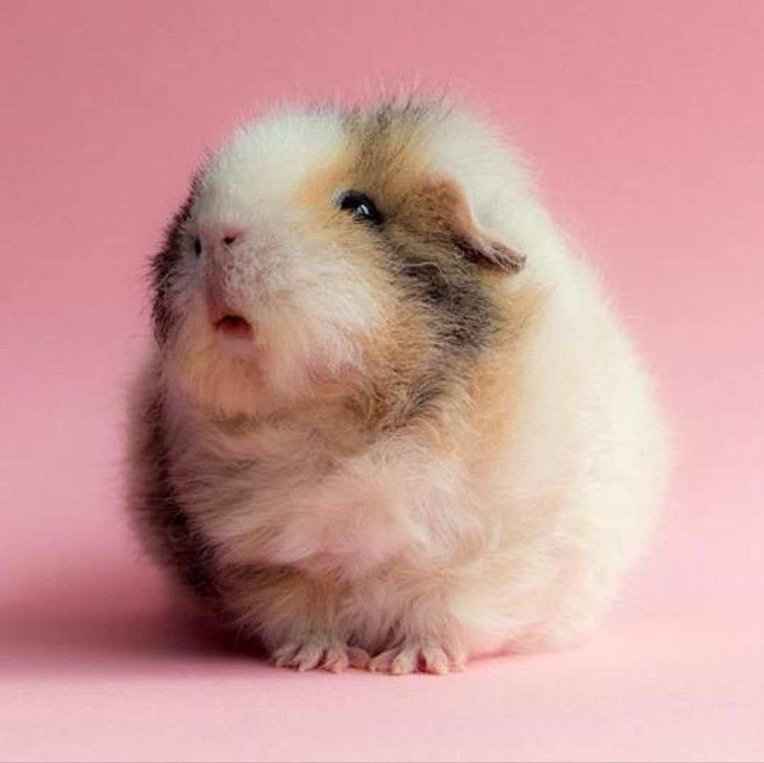 Морская Свинка Тедди рыжая