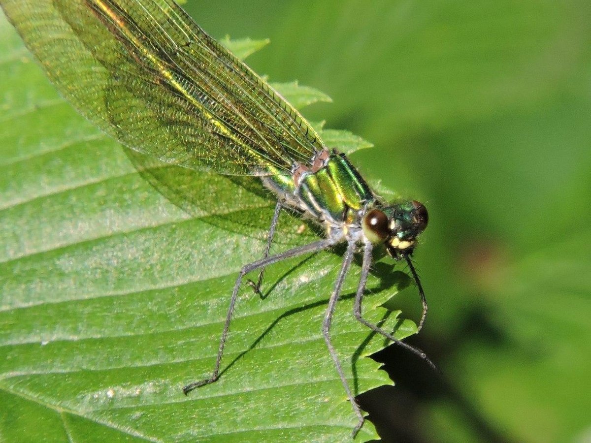 Насекомое похожее на стрекозу