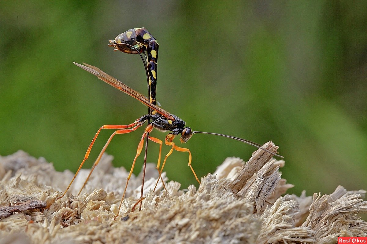 Жук наездник Рисса