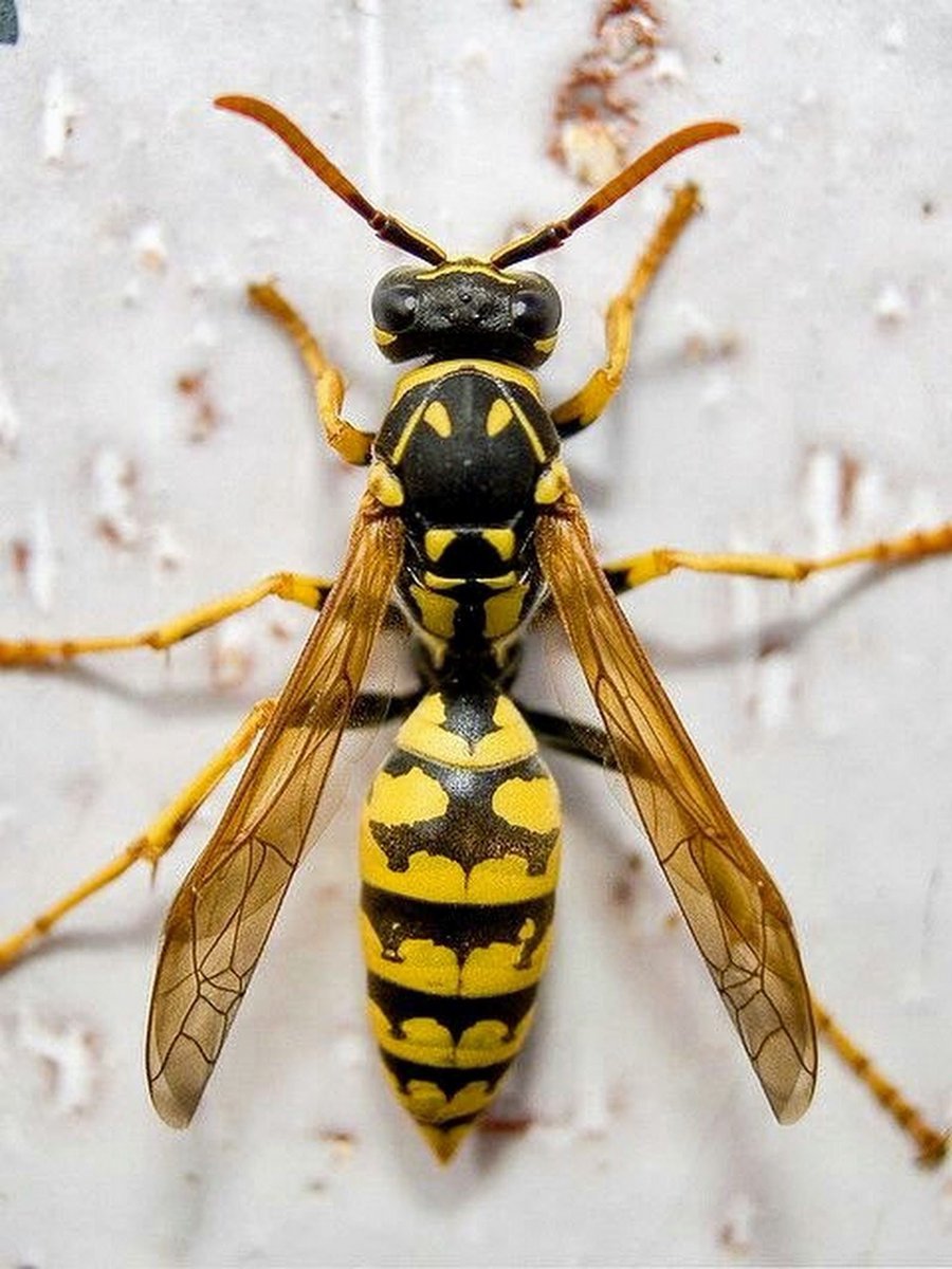 Polistes dominula