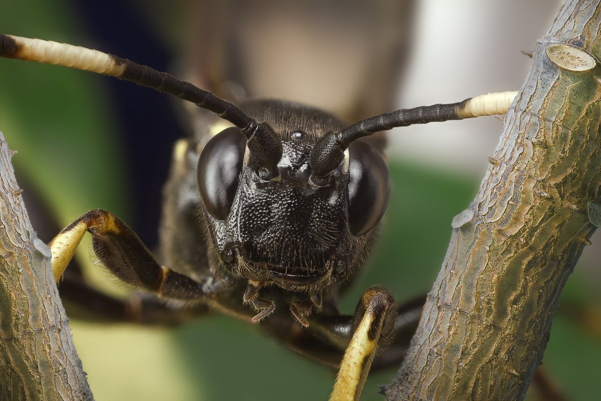 Оса наездник