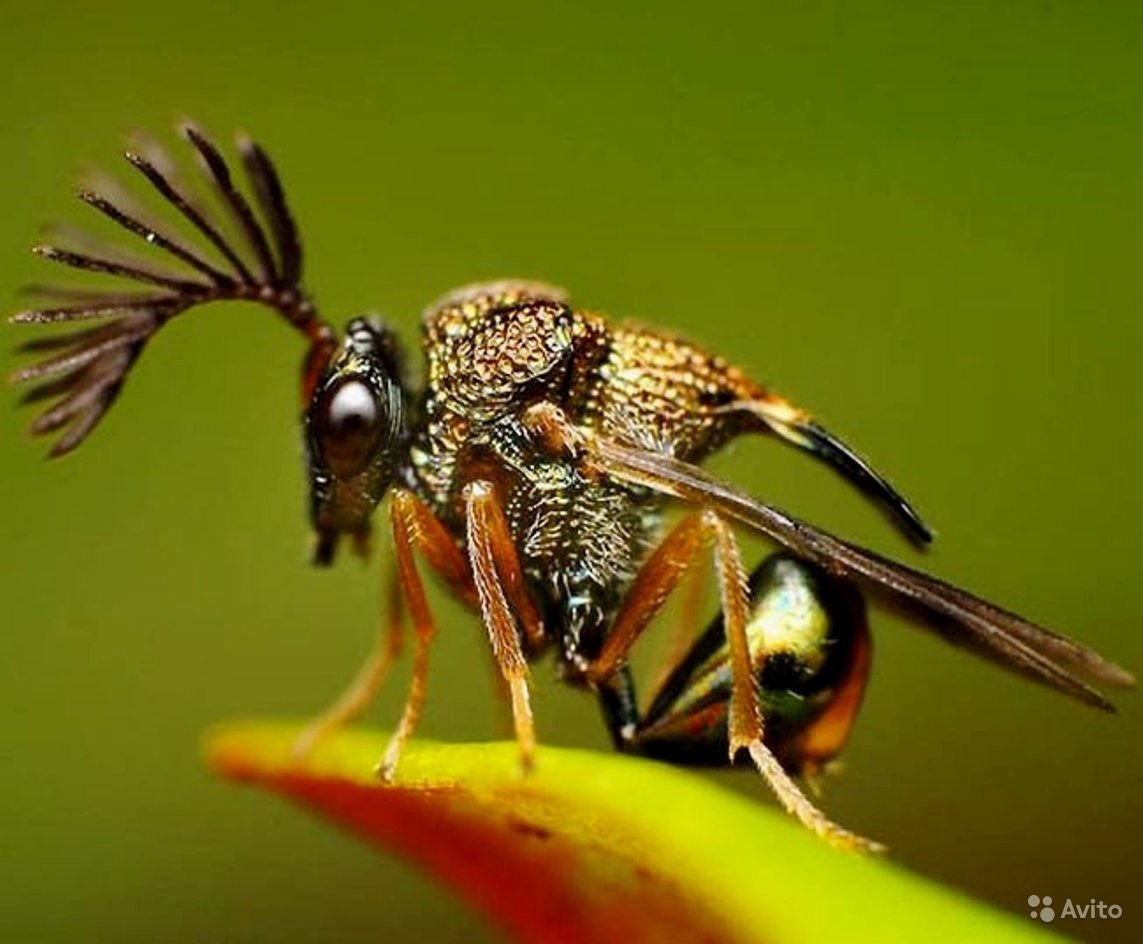 Бразильская Горбатка (Bocydium globulare)