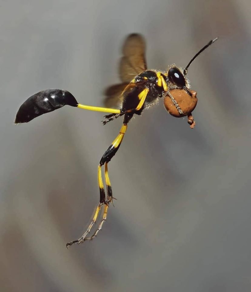 Сцелифрон пелопей