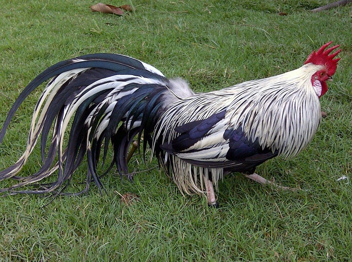 Йокогамский петух Феникс