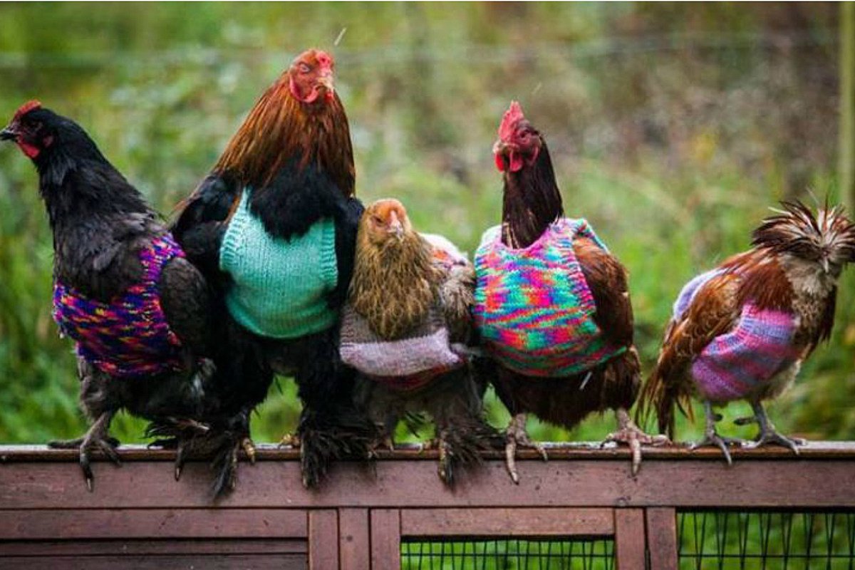 Курица в одежде