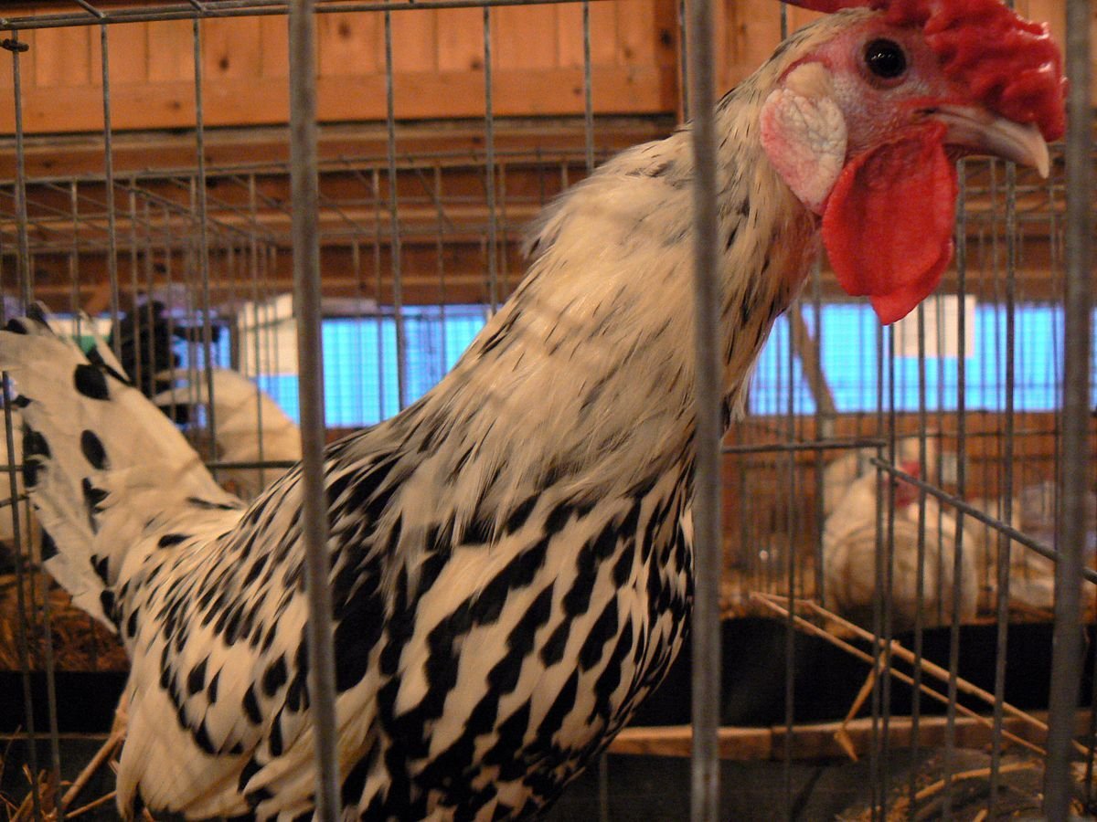 Петух Гамбургский, недохудоносов