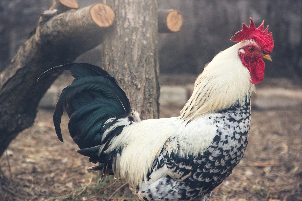 Доркинг порода кур