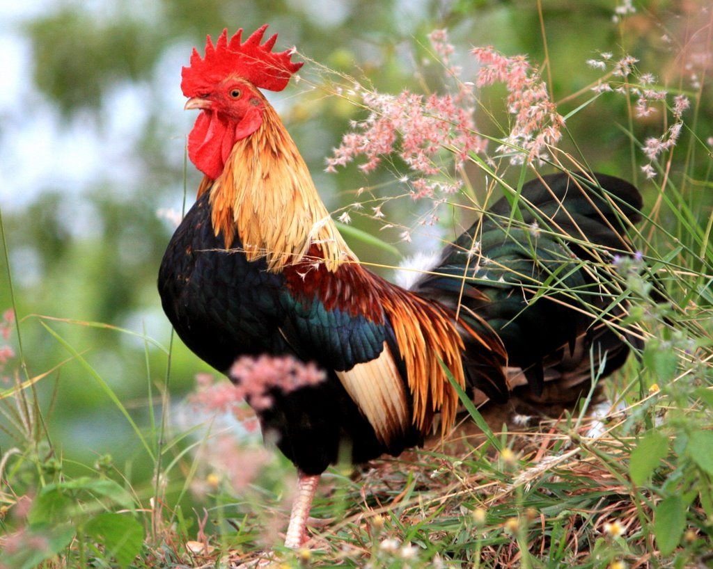 Красивый петух