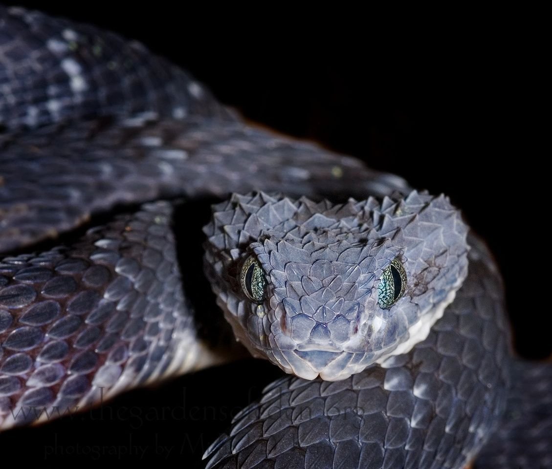 Черный Аспид змея