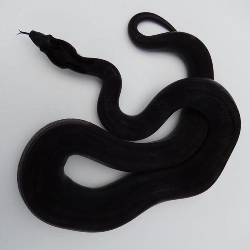 Тату змеи на ребрах мужские