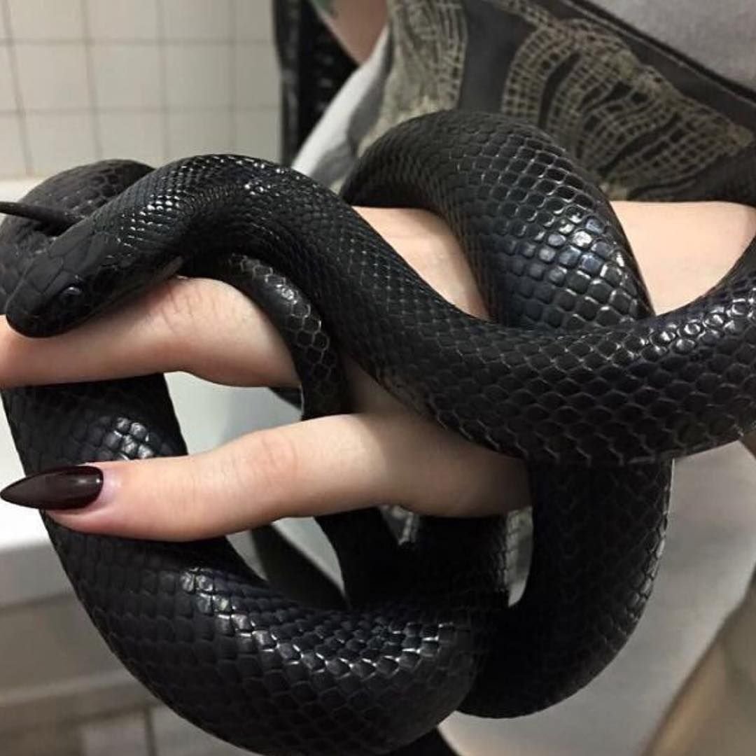 Королевская змея нигрита