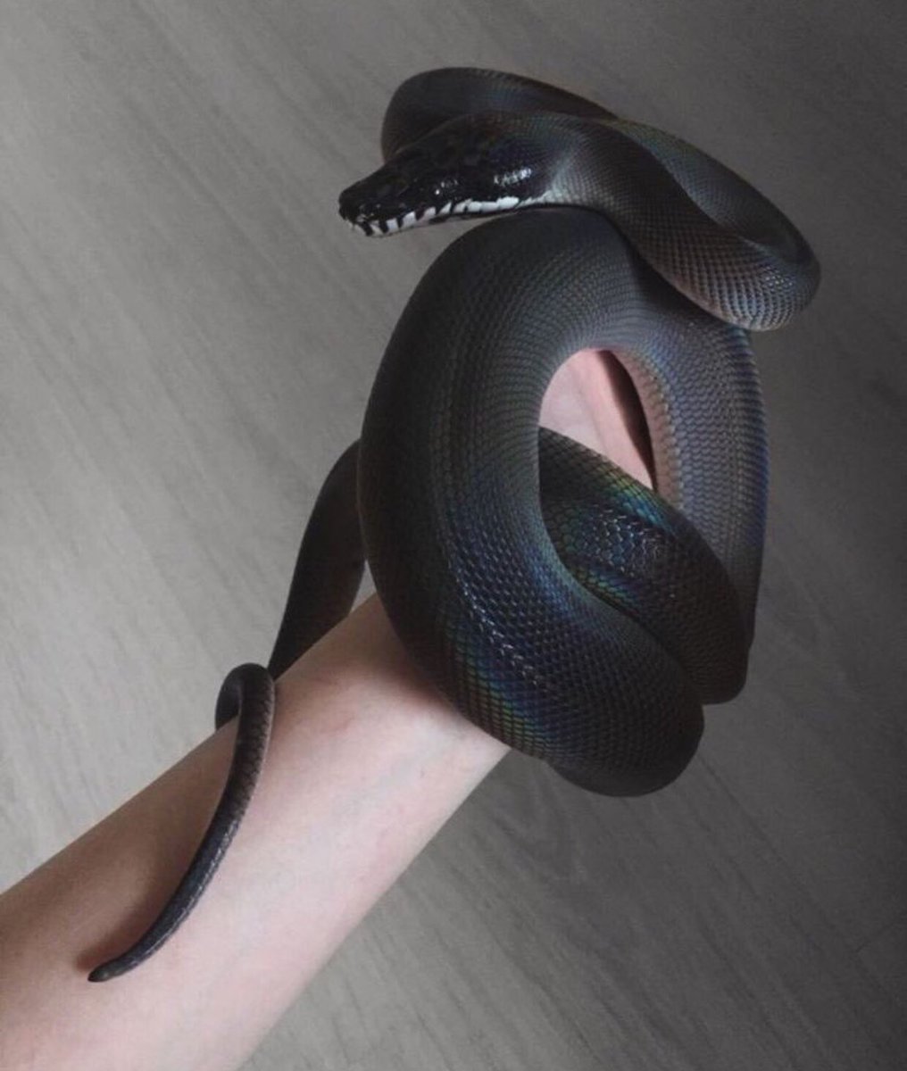 Белогубый полоз