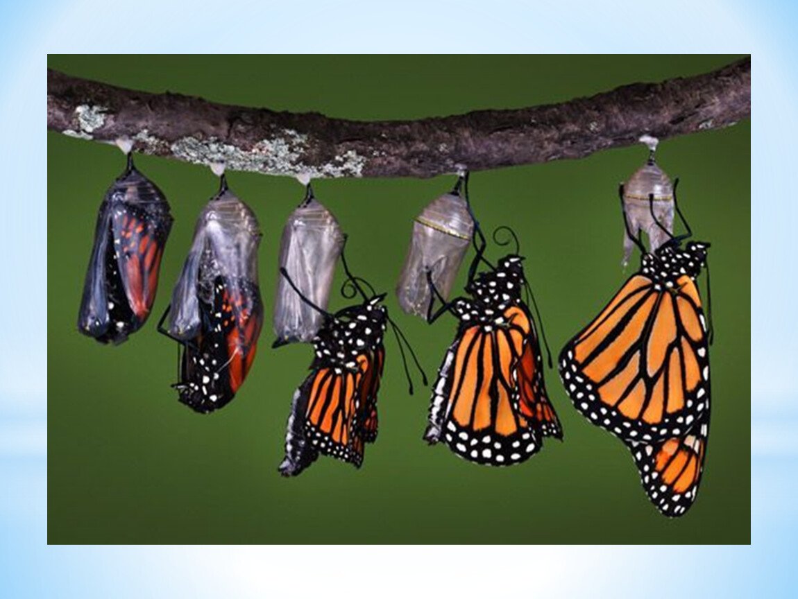 Превращение гусеницы в бабочку