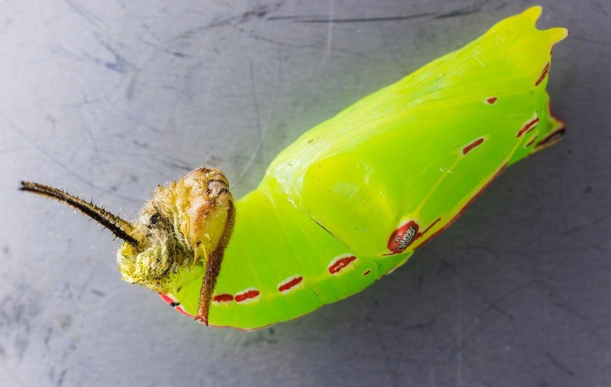 Гусеница окукливается